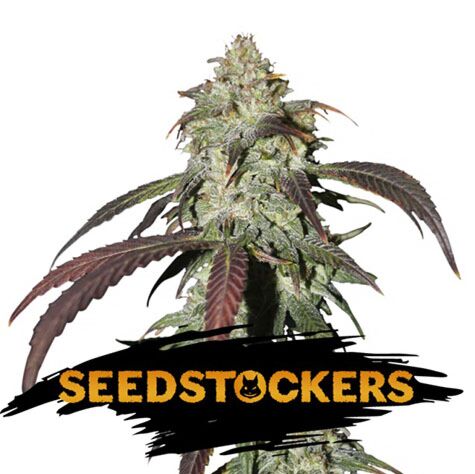 CBD Northern Lights - Seedstockers