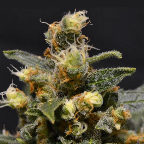 AK - CBD Seeds