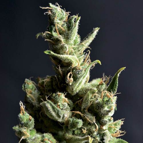 Amnesia - CBD Seeds