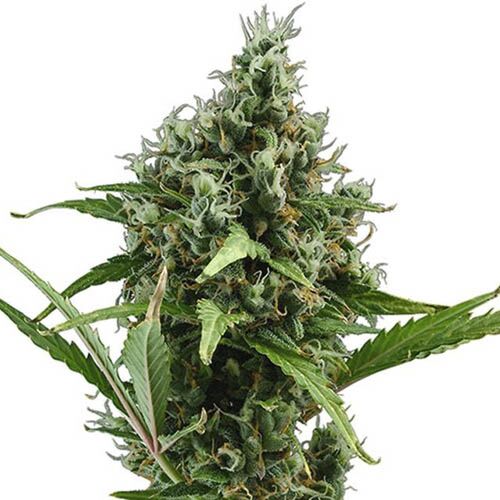 Auto Amnesia - CBD Seeds