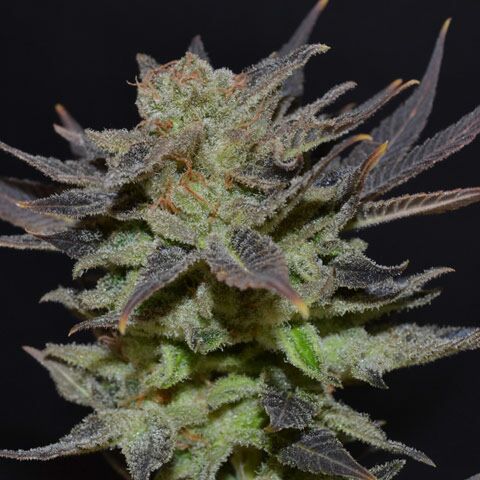 Auto Lavender - CBD Seeds