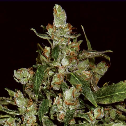 Auto Widow - CBD Seeds