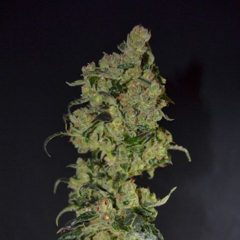 Diesel - CBD Seeds