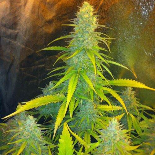 Mexican Haze - CBD Seeds