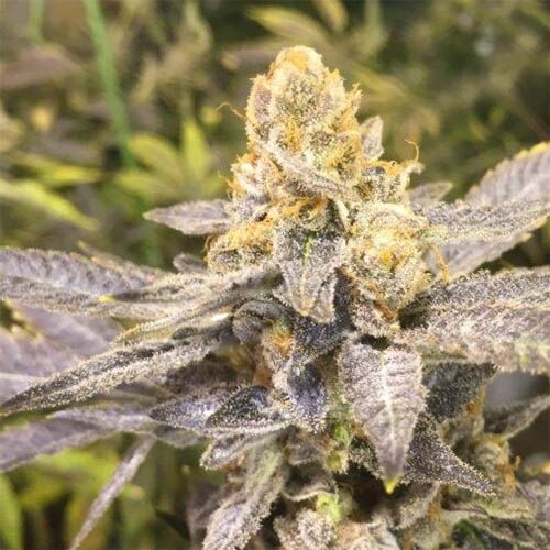 Orange Big Bud - CBD Seeds