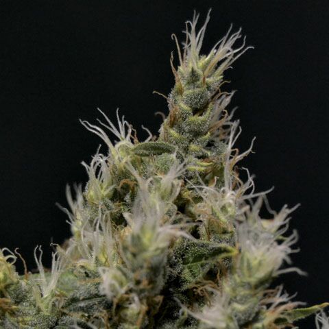 Vanilla Haze - CBD Seeds