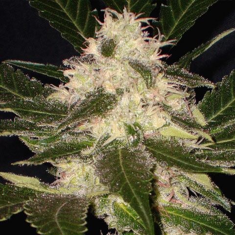 Widow - CBD Seeds