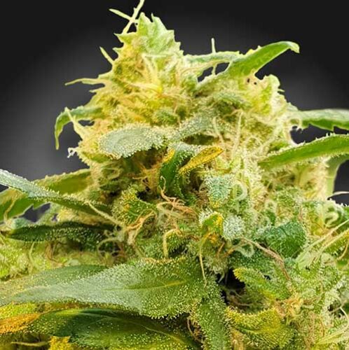 CBDivine - Paradise Seeds
