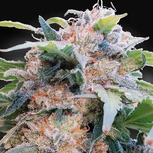 CBDream - Paradise Seeds