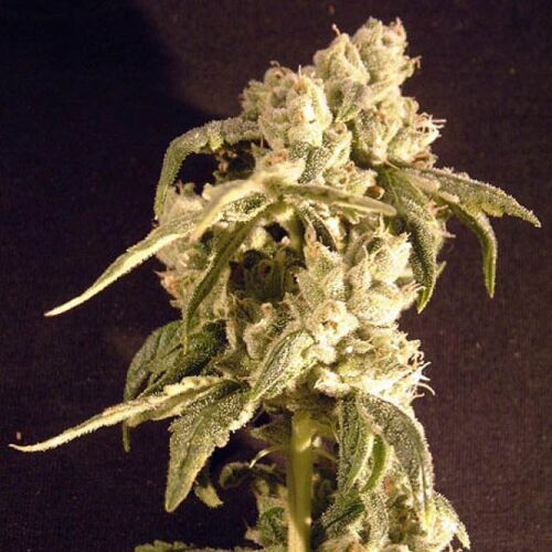 Easy Rider - Ceres Seeds