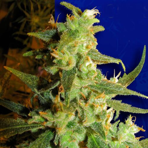 Skunk Haze - Ceres Seeds