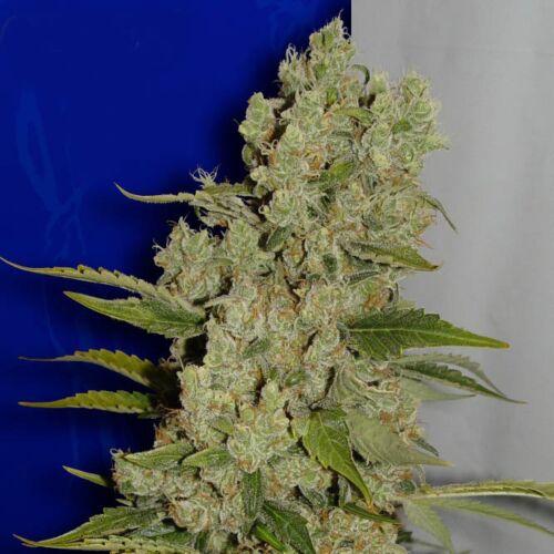 White Widow - Ceres Seeds