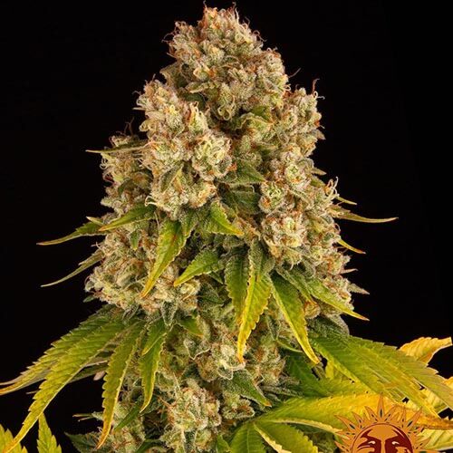 Cheese Auto - Barney's Farm