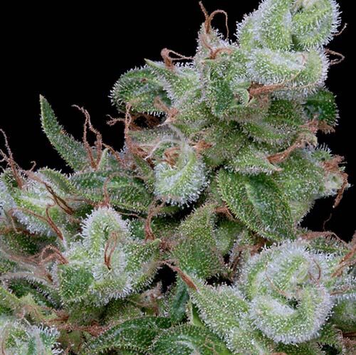 Chemdawg #4 - Big Head Seeds