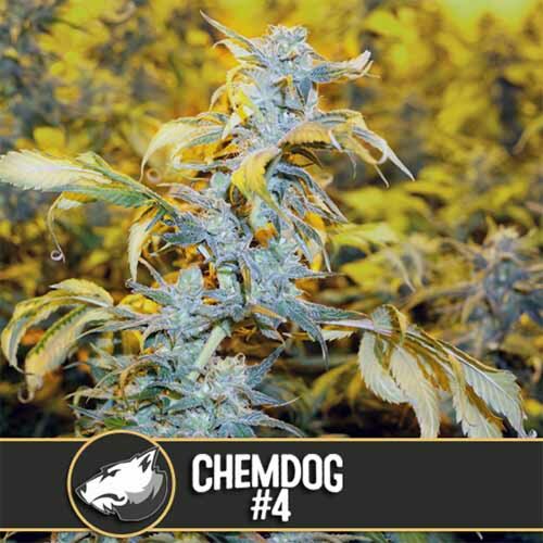 Chemdog #4 - Blimburn Seeds