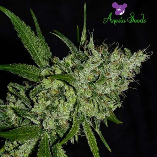 Chemdog - Anesia Seeds