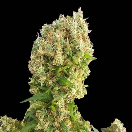 Chemdog Gorilla - Expert Seeds