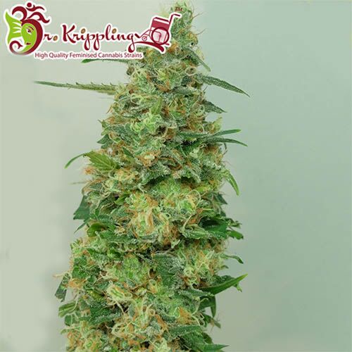 Chemdog Millionaire - Dr Krippling