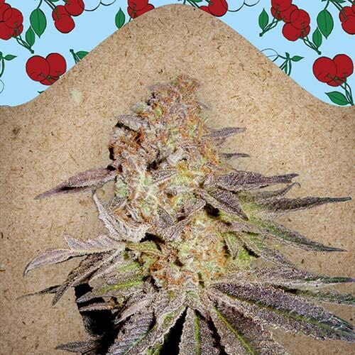 Cherry Pie - Female Seeds