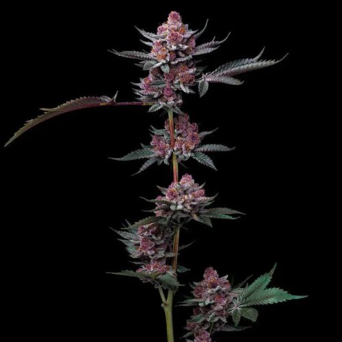 Cherry Poppers - Barney's Farm