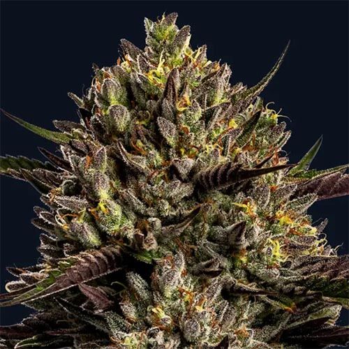 Chimera Cut - Anesia Seeds