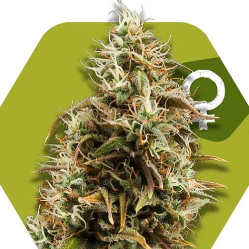Choco Candy - Zambeza Seeds
