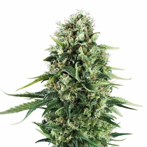 Chocolate Haze - Royal Queen Seeds