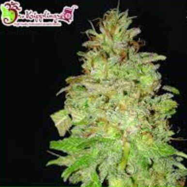 Chocolate Orange Auto - Dr Krippling