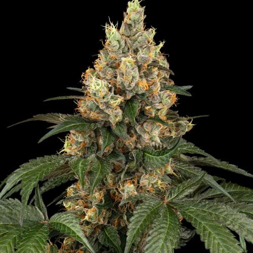 Chocolate Rainbow XXL - Sensi Seeds