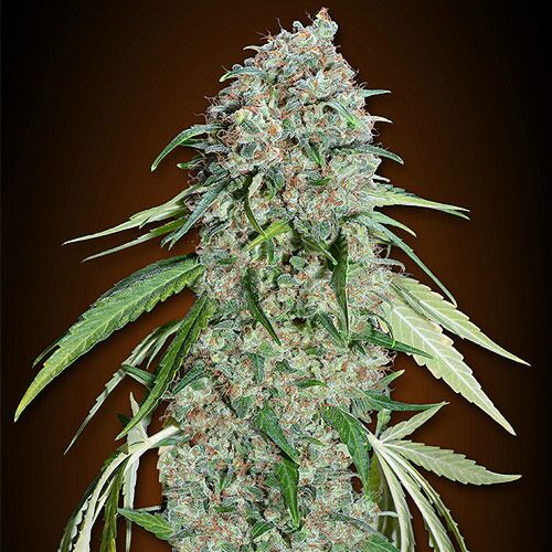 Chocolate Skunk CBD - 00 Seeds