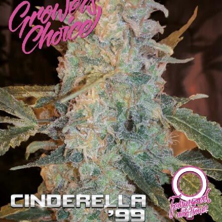 Cinderella 99 Auto - Growers Choice