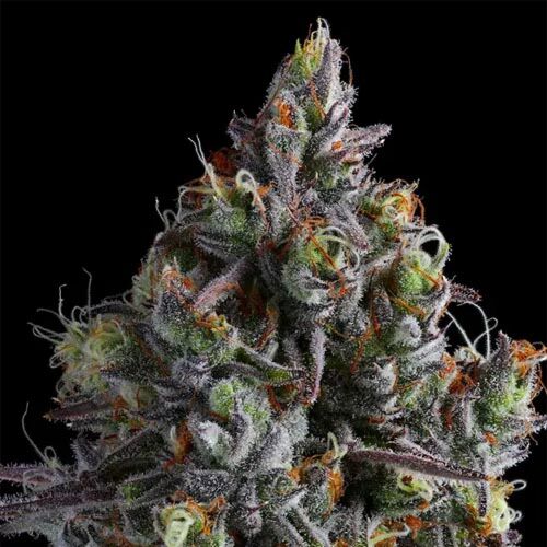 Chimera Cut - Anesia Seeds