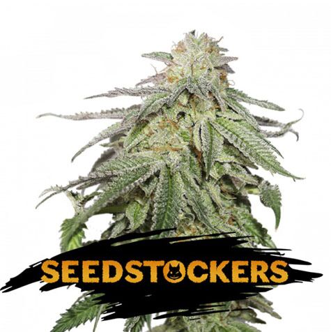 Cookies and Cream Auto - Seedstockers