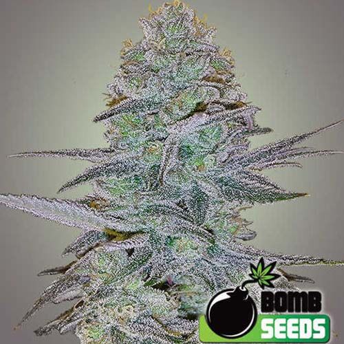 Cosmic Bomb Auto - Bomb Seeds