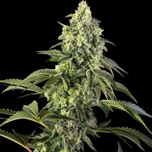 Cosmic Kiss - Sensi Seeds
