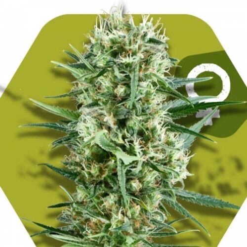 Crazy Cookies - Zambeza Seeds