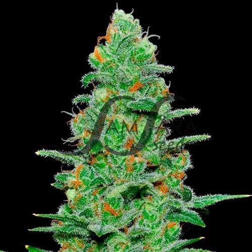 Crazy Miss Hyde Auto - Samsara Seeds