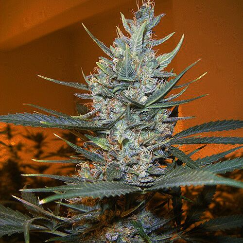 Amphetamine Auto - Cream of the Crop