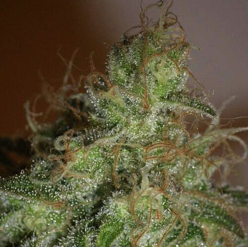 White Chronic - Cream of the Crop