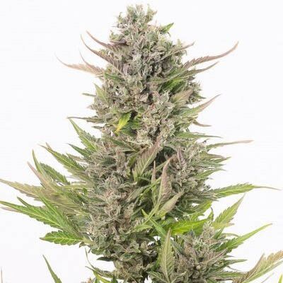 Critical+ Auto CBD - Dinafem