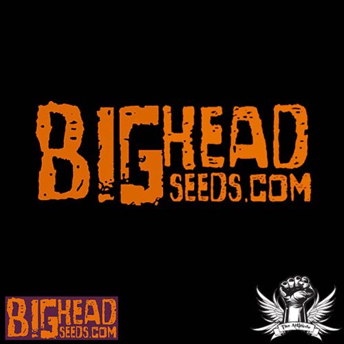 Critical - Big Head Seeds