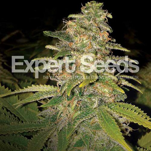 Critical Blue Auto - Expert Seeds