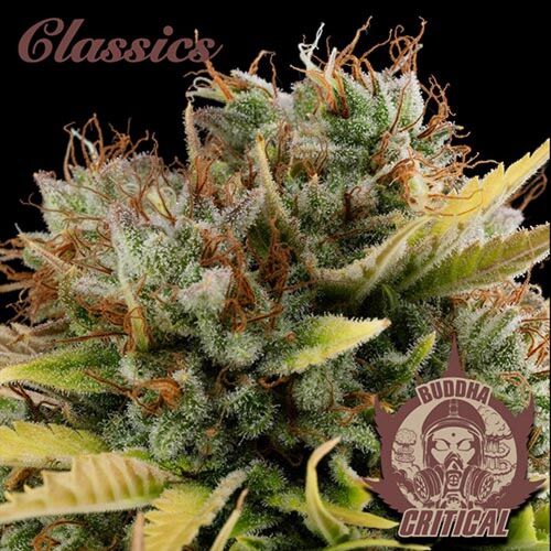 Critical - Buddha Seeds