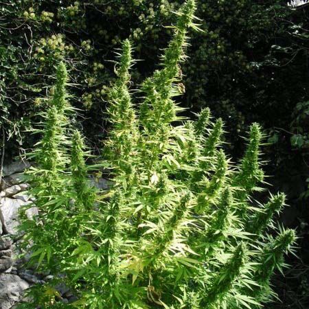 Critical Chaze - Flash Seeds