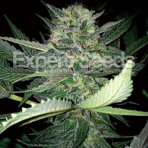 Critical Lights van Expert Seeds