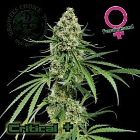 Critical+ - Growers Choice