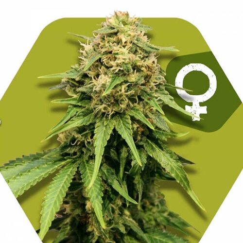 Critical XXL - Zambeza Seeds