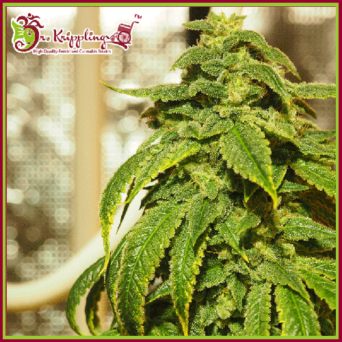 D'oh Si D'ohpe - Dr Krippling Seeds