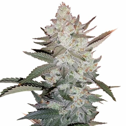 Dance World CBD - Royal Queen Seeds