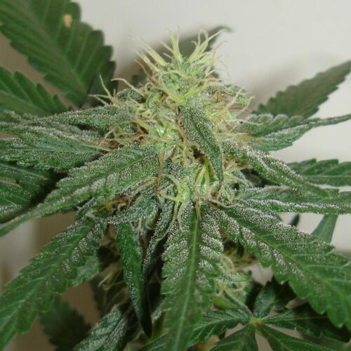 White Widow - De Sjamaan